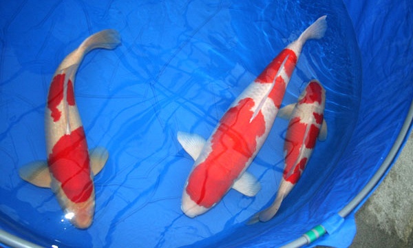 Broedseizoen 2007 bij Momotaro