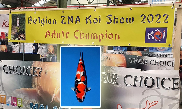 Dag 2 van de Belgische Koi Show