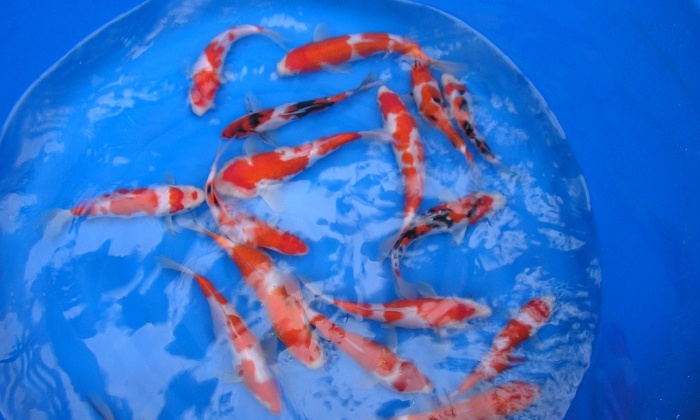 dagje Arendonk
