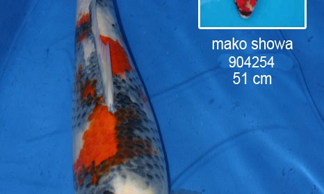 Dainishi-Mako showa, eindelijk een update