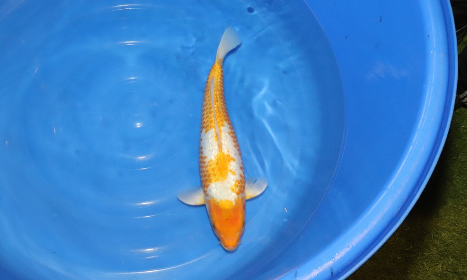 De golden corn van Leo