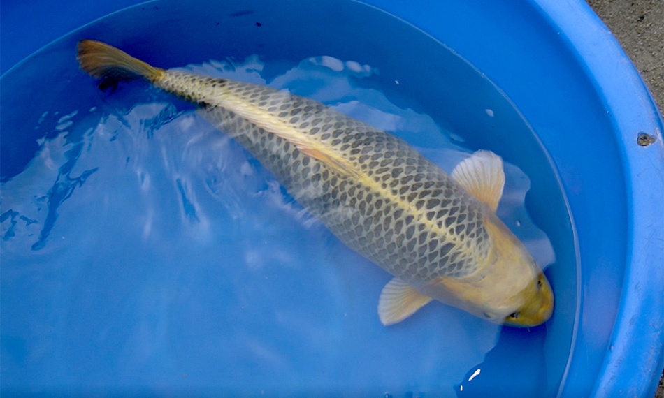 De karayama