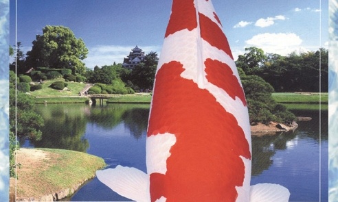 de Momotaro farm in beeld