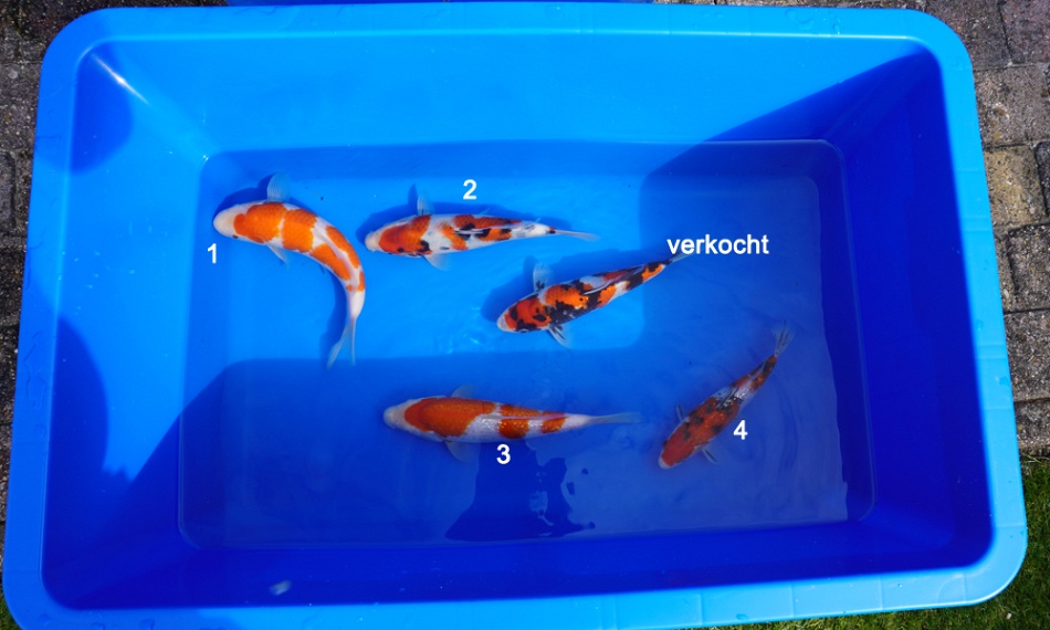 De onderhandelingsfase - 01