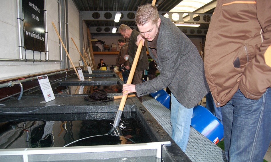 De oudst levende bekende koi boven water
