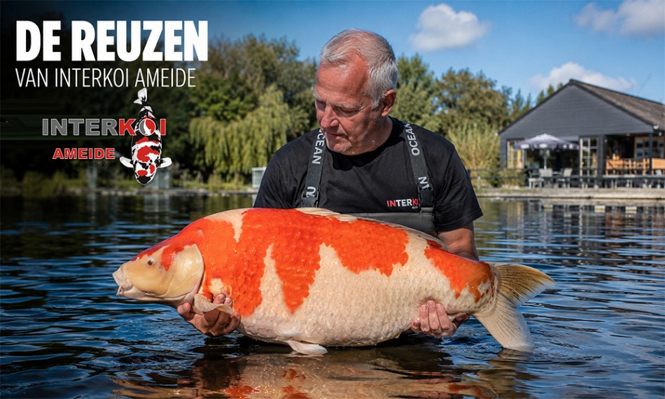 De reuzen van Interkoi Ameide