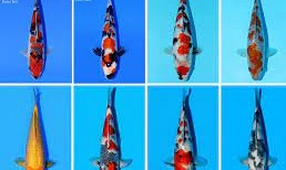 Dit weekend de All Japan Junior Koi Show