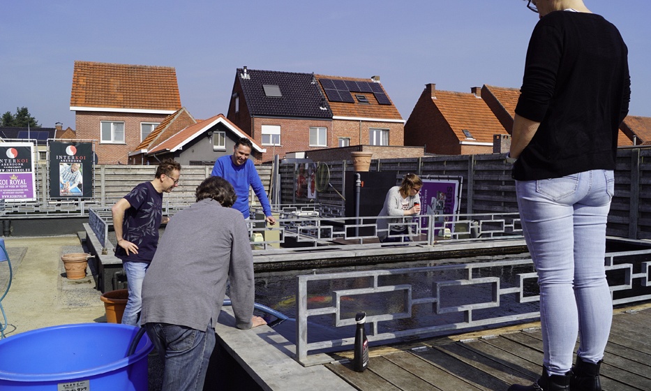 Een aantal koi gaat weer naar huis