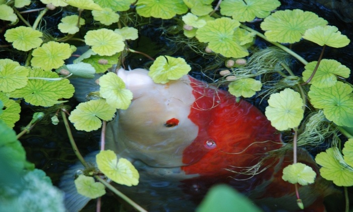 Een aquarium in de grond