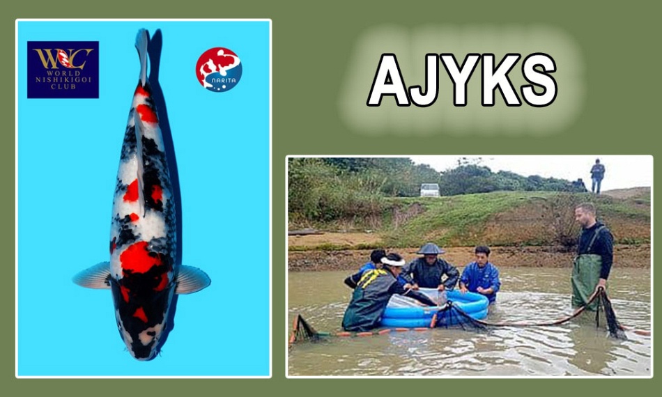 Een bijzonder sterke deelnemer voor de AJYKS