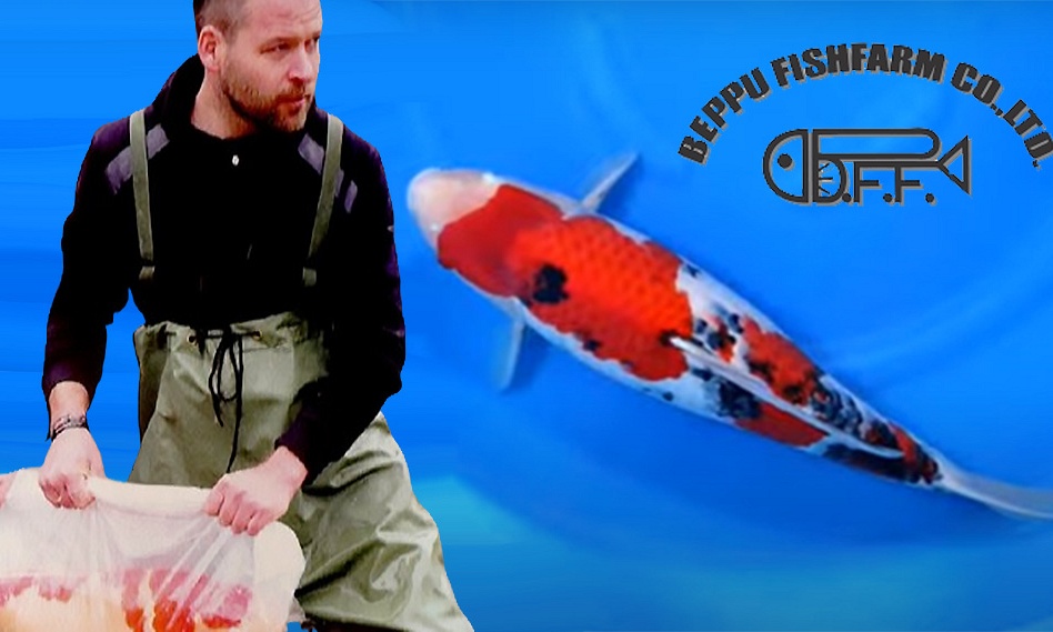 Intakoi Fuit, een onweerstaanbare deal