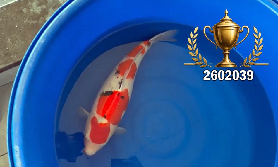 Een Tategoi Sanke, een beuker van een Sanke