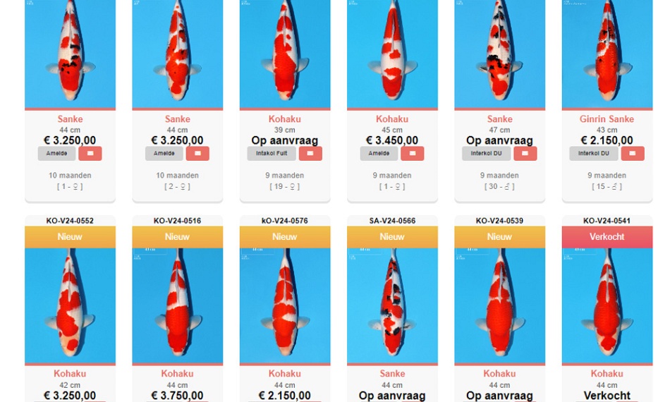 Eerste dag veiling Momotaro