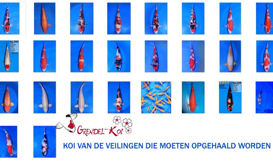 koi uit duitsland