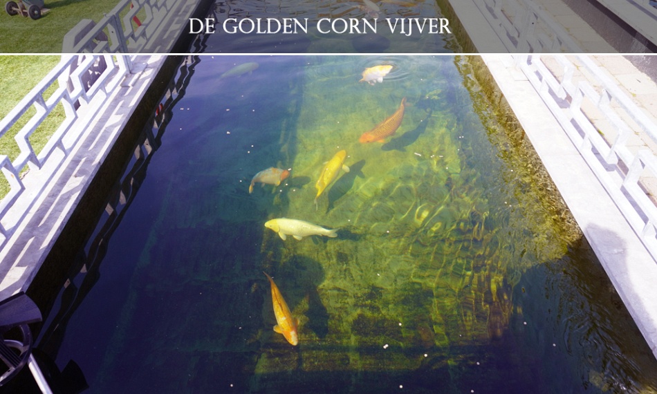 Everything you ever wanted to know about Taniguchi & Golden Corn Koi