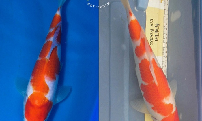 Evolutie Matsue Kohaku