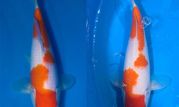 Evolutie Matsue Kohaku