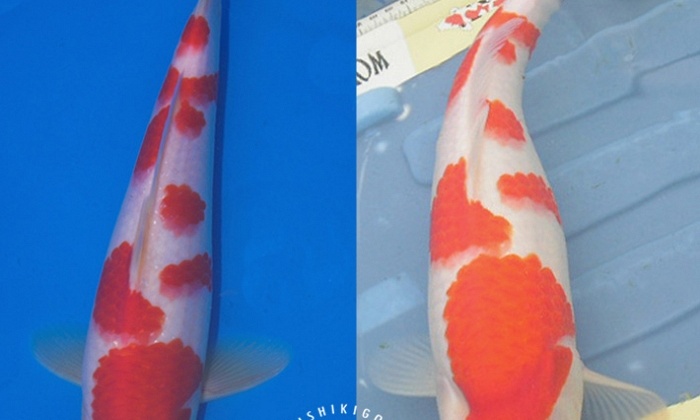 Evolutie Sakai Kohaku