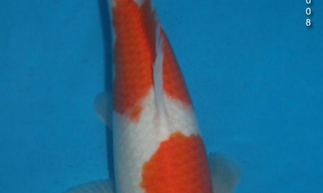 Evolutie van de nisai