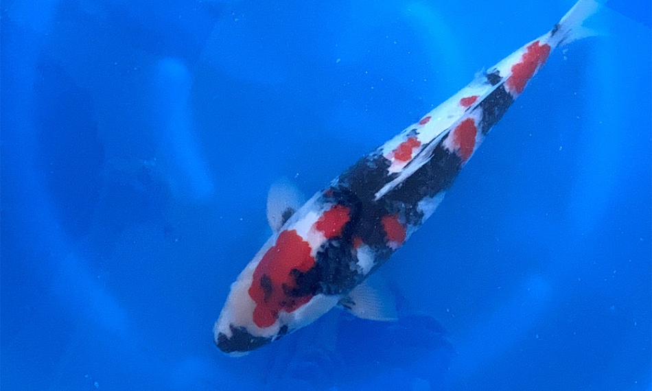 Evolutie van een Dainichi showa