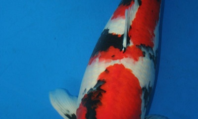 Feiten over Koi