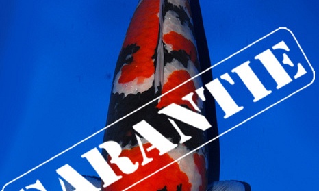 Garantie en verantwoordelijkheid