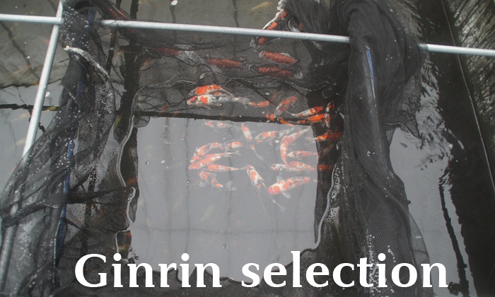 Ginrin Selection