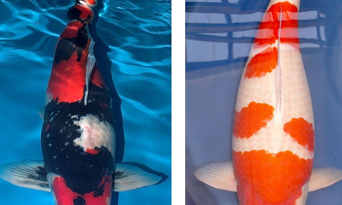 Grand champion Koi-en vijverdagen 2008