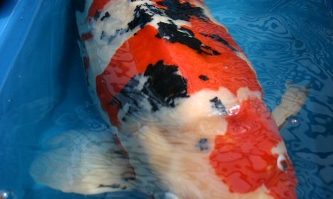 Groeipotentie koi