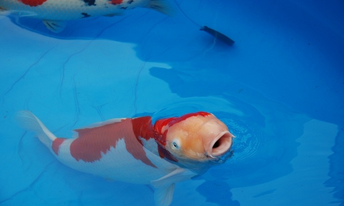 Happy koi