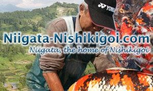 Harvest time in Niigata, the trailer