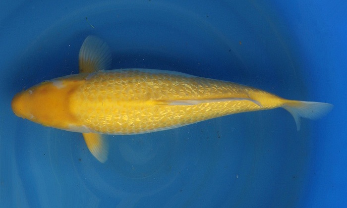 Het jaar van de golden corn