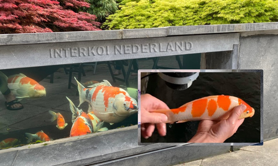 Hoe gaat het met Interkoi Nederland