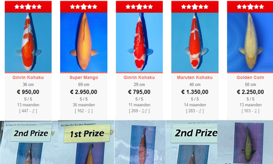 Holland Koi Show dag 3