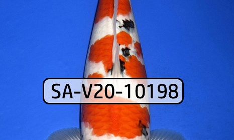 Hou deze in eigen rangen aub