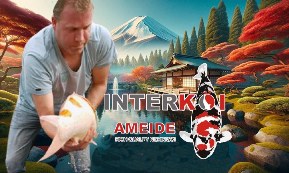Interkoi, Meer dan alleen een veiling