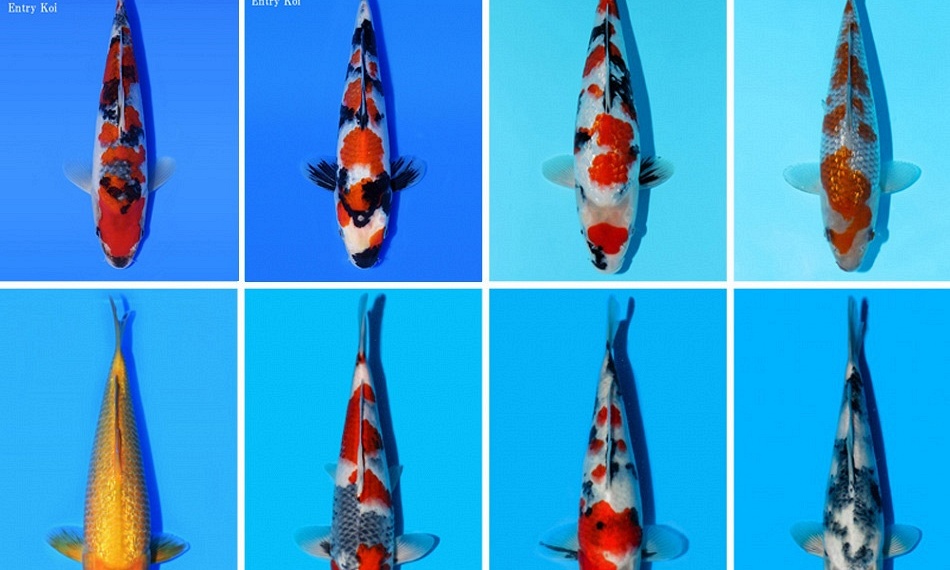 Kandidaten All Japan Junior Koi Show