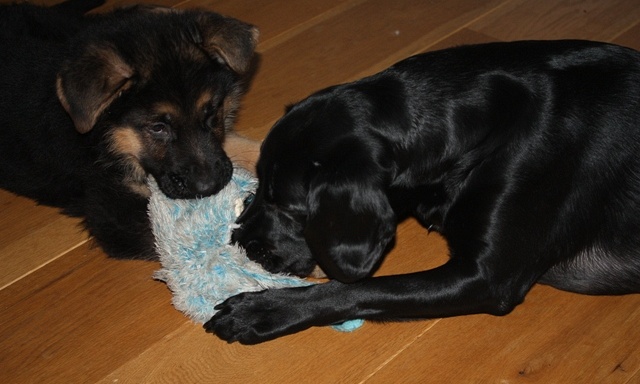 Kerst 2009