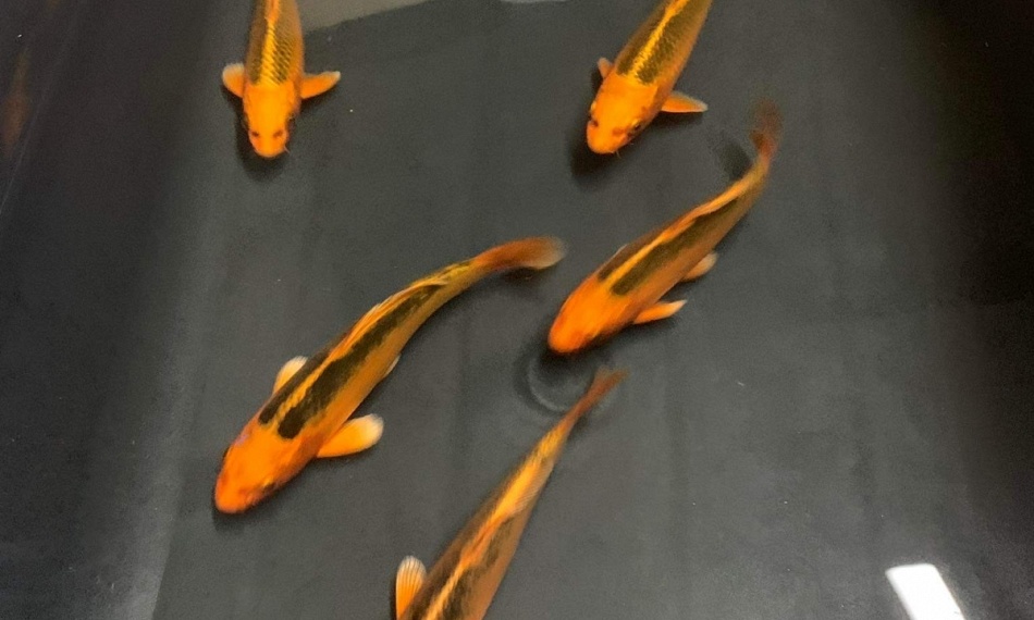 Kin Matsuba