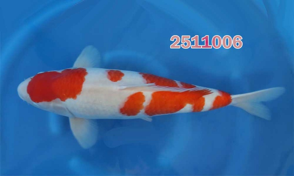 Kohaku blijft belangrijk