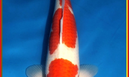kohaku en Showa
