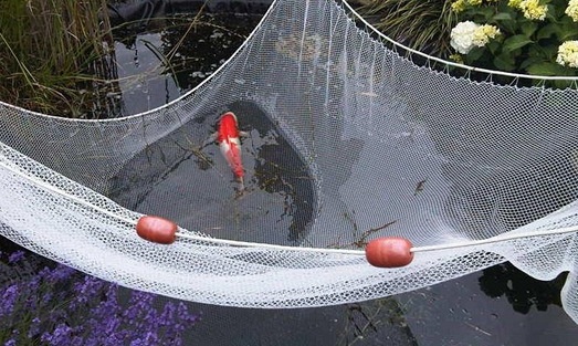 Koi netten