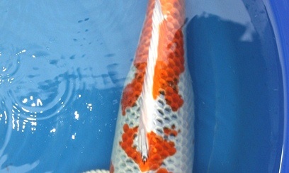 Koi opgehaald