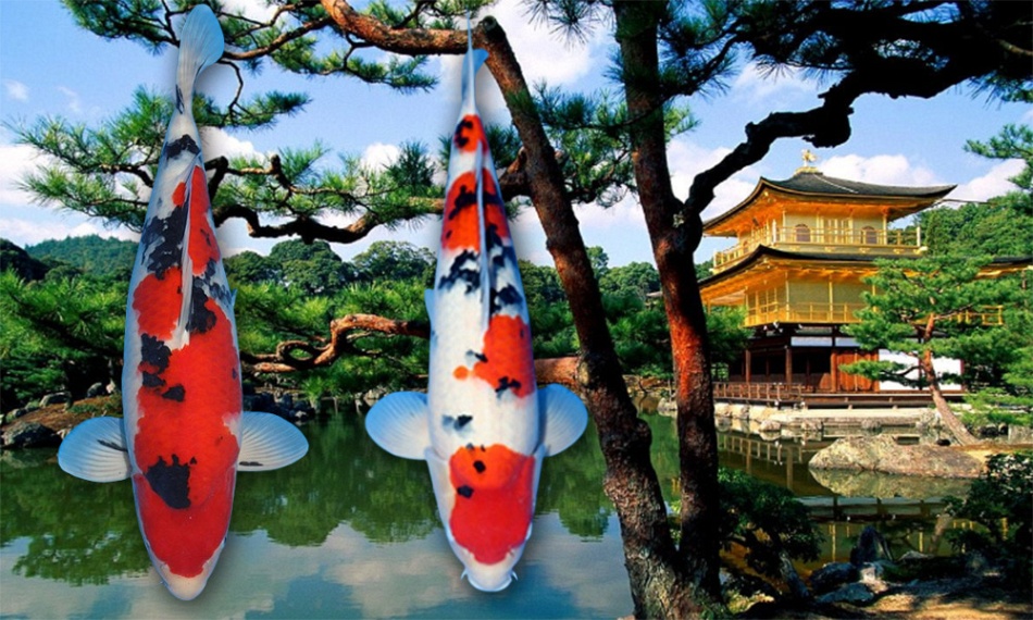 Koi uitzoeken, zoals ik het koester