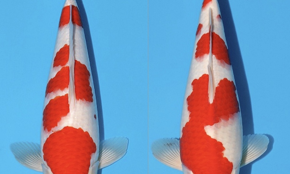 Koi voor Koi-Show