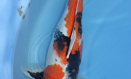 Mako Showa