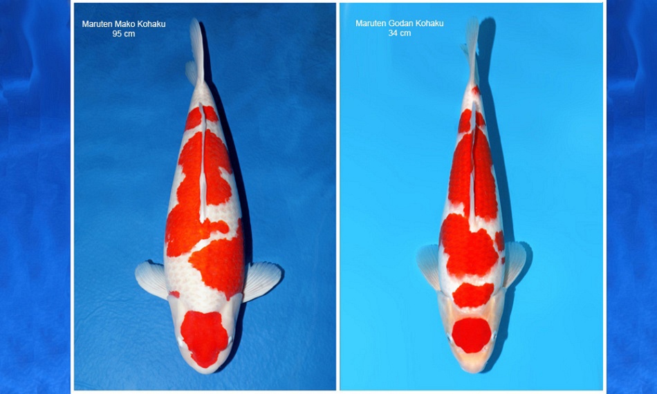 Maruten Godan Kohaku