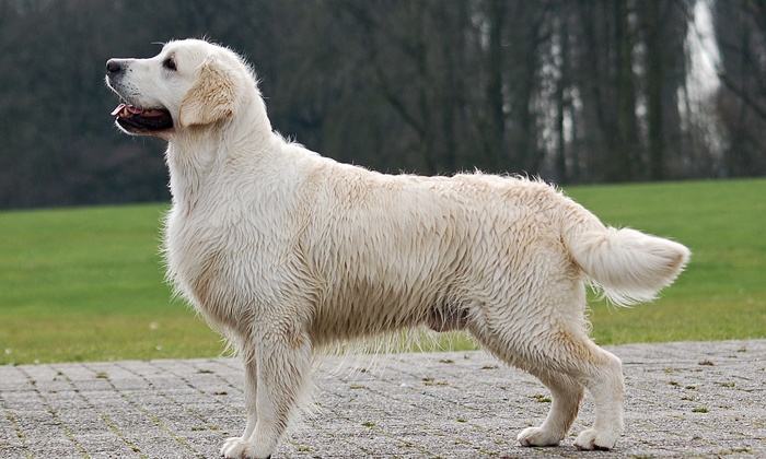 Matsie is de naam