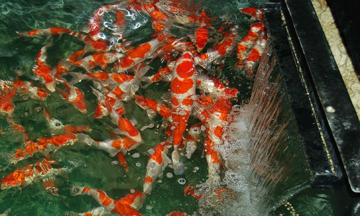 Matsue Nishikigoi Beauties