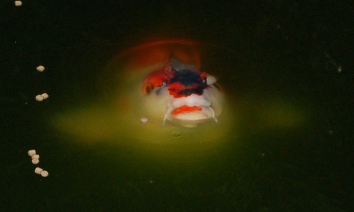 Mijn mudpond